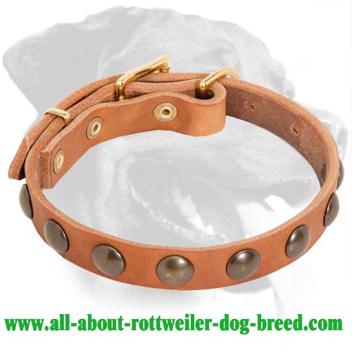 Light-Weight Leather Rottweiler Collar with Half Ball Brass Studs