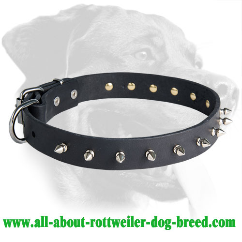 Phenomenal Rottweiler Spiked Leather Collar