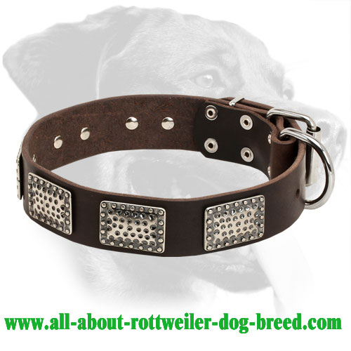 Rottweiler Everyday Collar for Great Dog Appearance