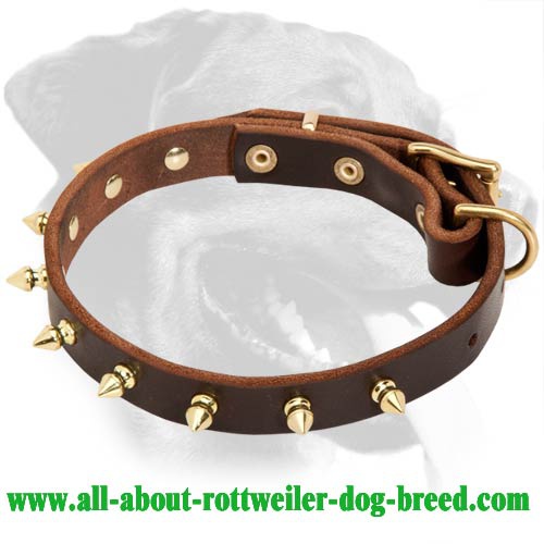 Leather Collar with one row of spikes for Rottweiler