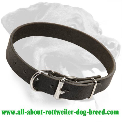Everyday Leather Collar for Rottweiler