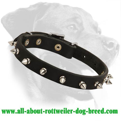 Spiked Leather Collar for Rottweiler
