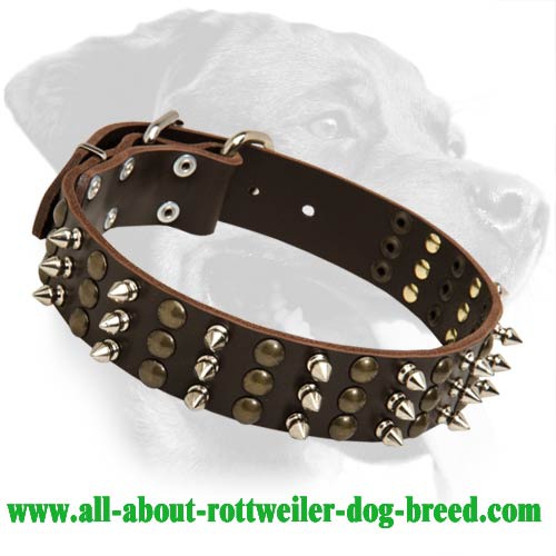 Fabulous Studded and Spiked Leather Collar for Rottweiler