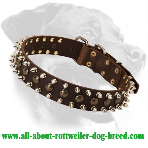 Royal Leather Collar with studs and spikes for Rottweiler