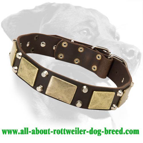 Leather Collar with Brass Massive Plates for Rottweiler