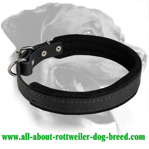 Superb Padded Training Leather Collar - Click Image to Close