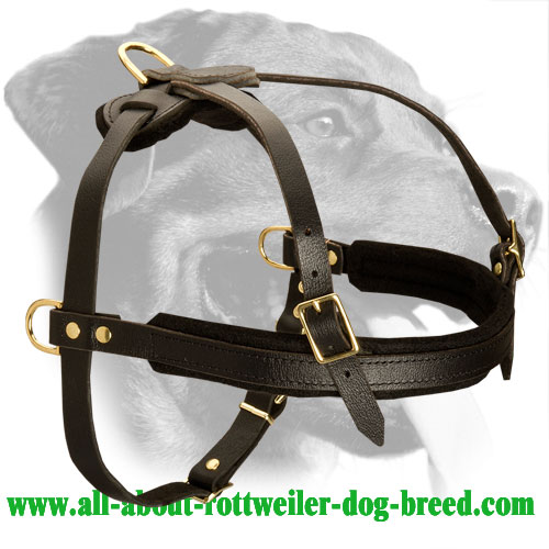 Leather Rottweiler Harness for Walking, Training and Pulling