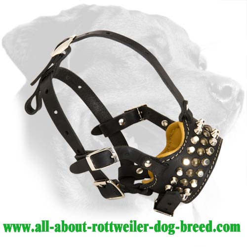 Sensational Leather Muzzle with Studs for Rottweiler - Click Image to Close