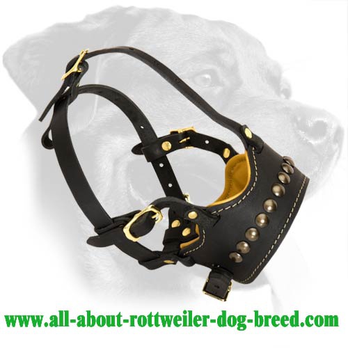 Royal Leather Muzzle with brass decoration for Rottweiler