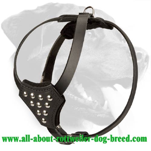Studded Leather Rottweiler Harness for Puppy Walking and Training - Click Image to Close