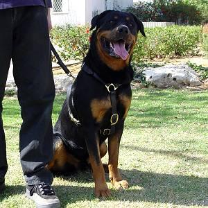 Adjustable Lightweight Leather Rottweiler Harness for Tracking
