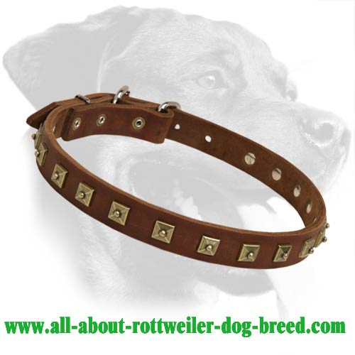 Studded Leather Collar for Rottweiler