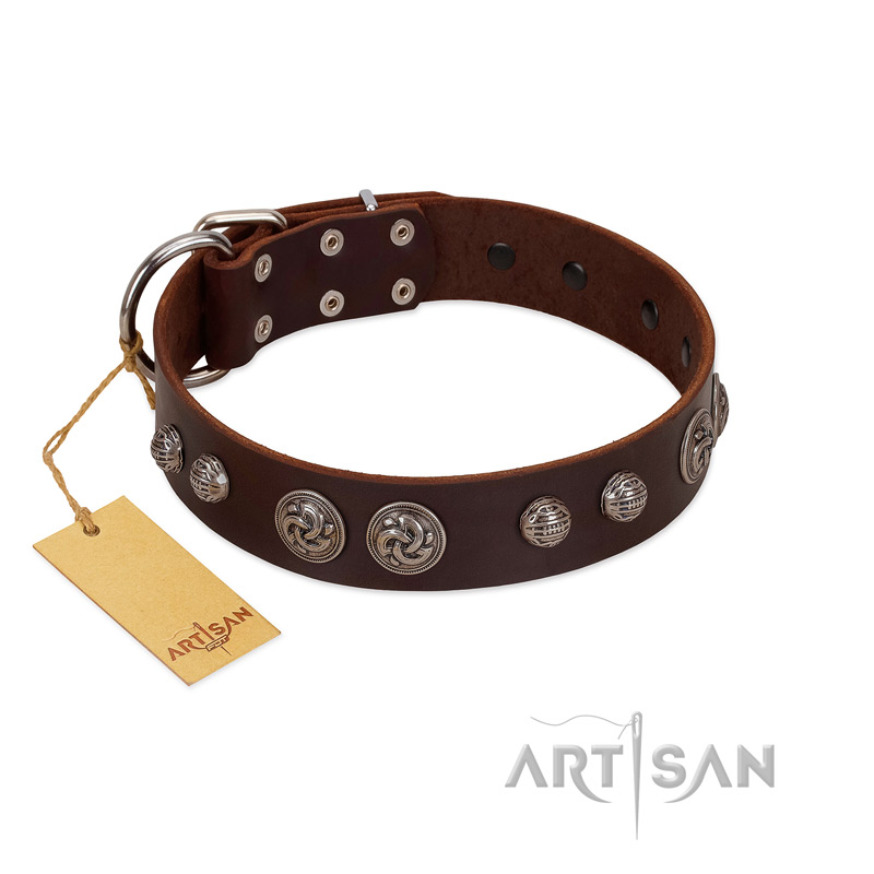 "Choco Brownie" FDT Artisan Brown Leather Rottweiler Collar Adorned with Silver-Like Conchos
