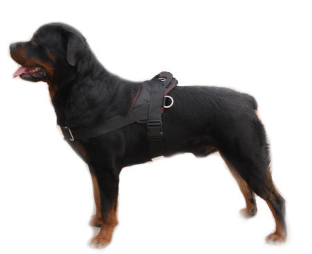 rottweiler puppy obedience rottweiler rottweiler harness rottweiler muzzle rottweiler rottweiler puppy obedience rottweiler rottweiler harness rottweiler muzzle rottweiler