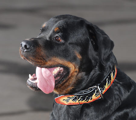 Rottweiler Hand Painted Flamy Leather Collar