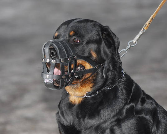 Custom Leather Dog Collar for CANE CORSO - Designer Dog Collar : Mastiff  Breed: Harnesses, Muzzles, Collars, Leashes, Bite Tugs and Toys