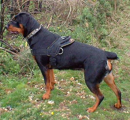 Dog Cart Harness - Dog Pulling Harness - Leather Dog Harness -H5 :  Rottweiler Breed: Dog Harnesses, Muzzles, Collars, Leashes, Bite Sleeves,  Training Equipment