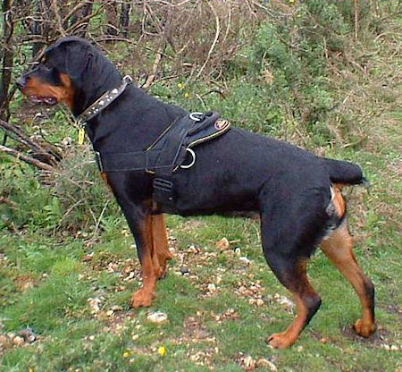 All Weather dog harness for tracking pulling Designed for Rottie