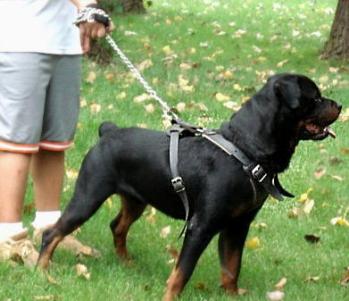 Dog Cart Harness - Dog Pulling Harness - Leather Dog Harness -H5 :  Rottweiler Breed: Dog Harnesses, Muzzles, Collars, Leashes, Bite Sleeves,  Training Equipment