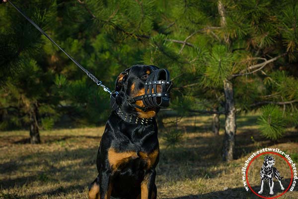 Walking leather Rottweiler basket muzzle