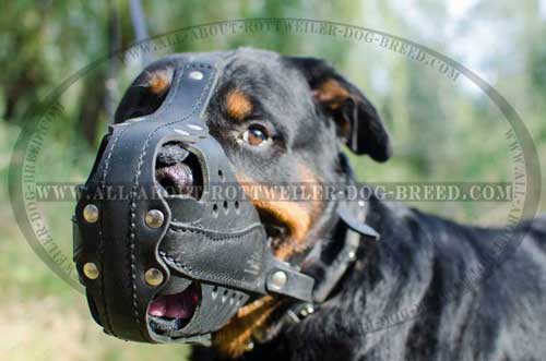 Handcrafted leather Rottweiler muzzle