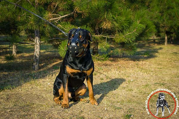 Snugly fitted leather Rottweiler muzzle with soft felt lining