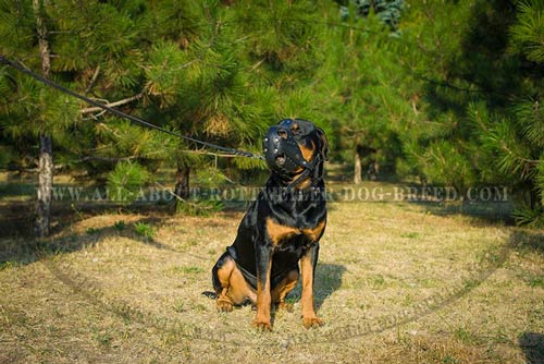 Reliable leather dog muzzle for Rottweiler