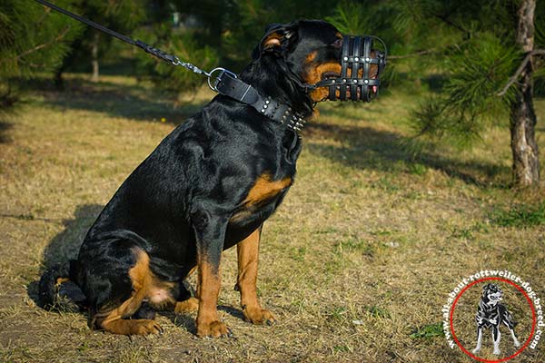 Stitched and riveted leather dog muzzle for Rottweiler