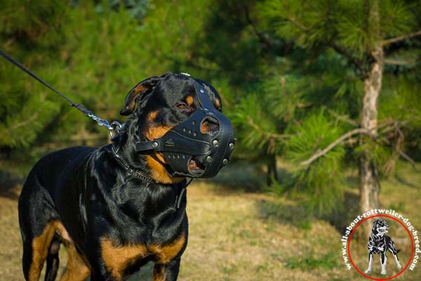 Multitasking leather dog muzzle for Rottweiler