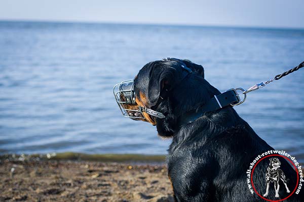 Metal Rottweiler muzzle with leather straps