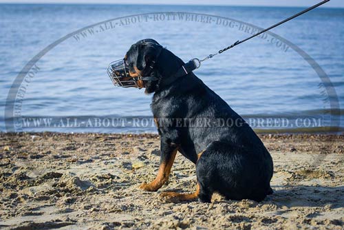 Durable Wire Cage Dog Muzzle for Rottweiler Walking