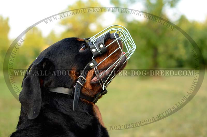 cage for rottweiler get walking wire basket rottweiler muzzle socializing obedience cage for rottweiler get walking wire basket rottweiler muzzle socializing obedience