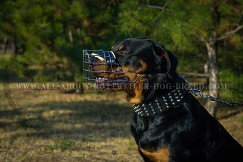 basket dog muzzle