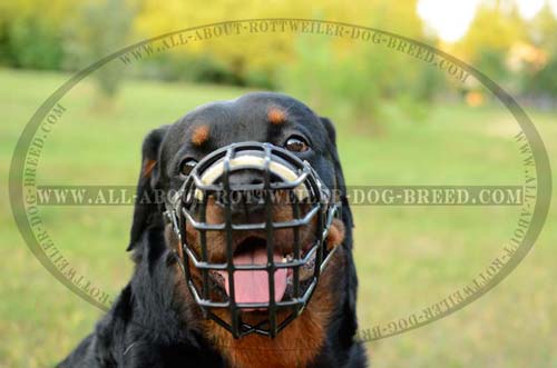 Wire Cage Dog Muzzle for Winter Walking and Training