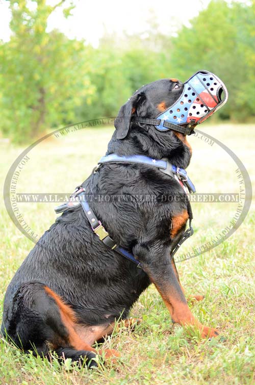 Hand Painted Leather Rottweiler Muzzle for True American Patriots