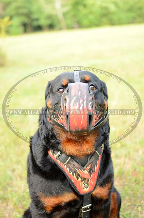 Good Looking Dog Attack Training Leather Muzzle