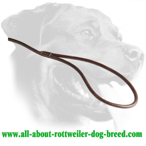 Leather Handle of Rottweiler Dog Show Leash