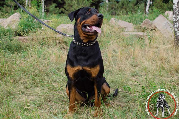 Rottweiler leather leash of classic design nickel plated hardware for any activity