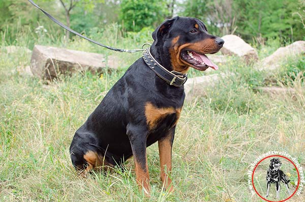 Rottweiler leather leash with duly riveted hardware for professional use