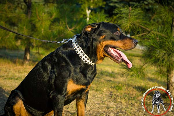 Rottweiler leather leash with durable hardware for daily walks