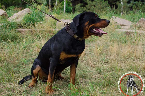 Rottweiler leather leash with strong brass plated hardware for basic training