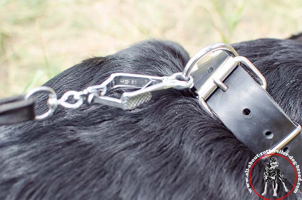 Rottweiler leather leash of genuine materials nickel plated hardware for improved control