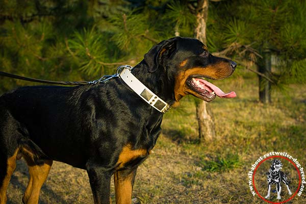 Rottweiler leather leash with be-in-contol handle with nickel plated hardware for basic training