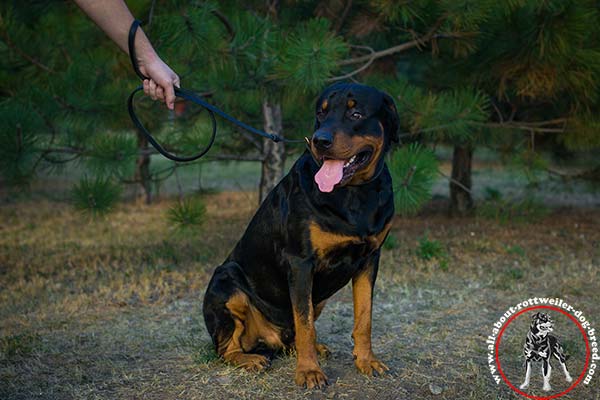 Rottweiler leather leash with strong brass plated hardware for any activity