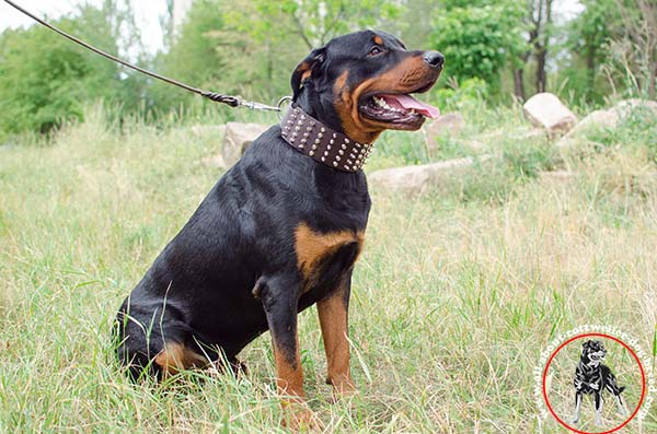 Rottweiler leather leash with rust-proof nickel plated hardware for police work