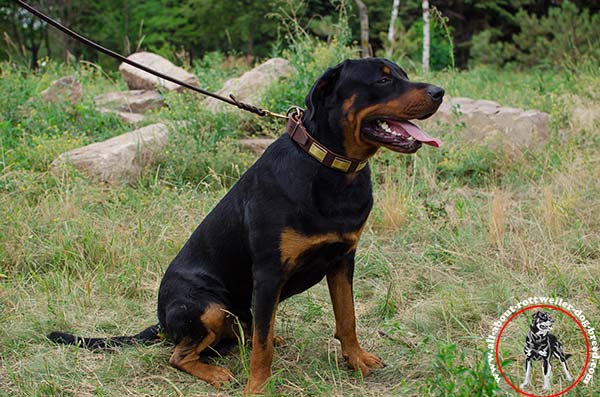 Rottweiler leather leash with reliable hardware for quality control