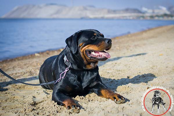 Rottweiler nylon leash with rust-resistant hardware for police work