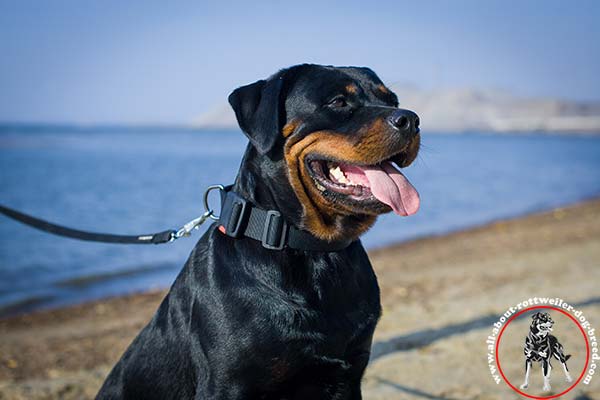 Rottweiler nylon leash with rust-free hardware for safe walking
