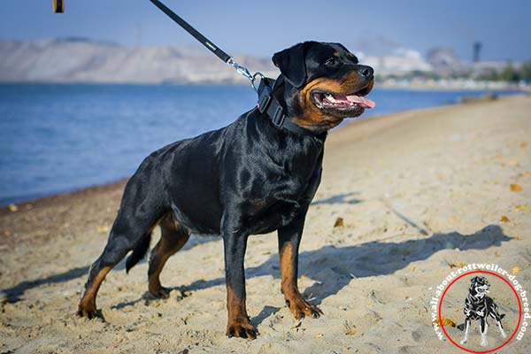 Rottweiler nylon leash with rustless nickel plated hardware for tracking