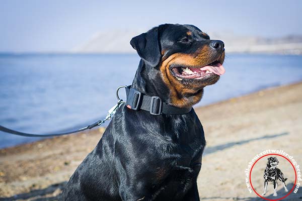 Rottweiler nylon leash with rustless hardware for improved control